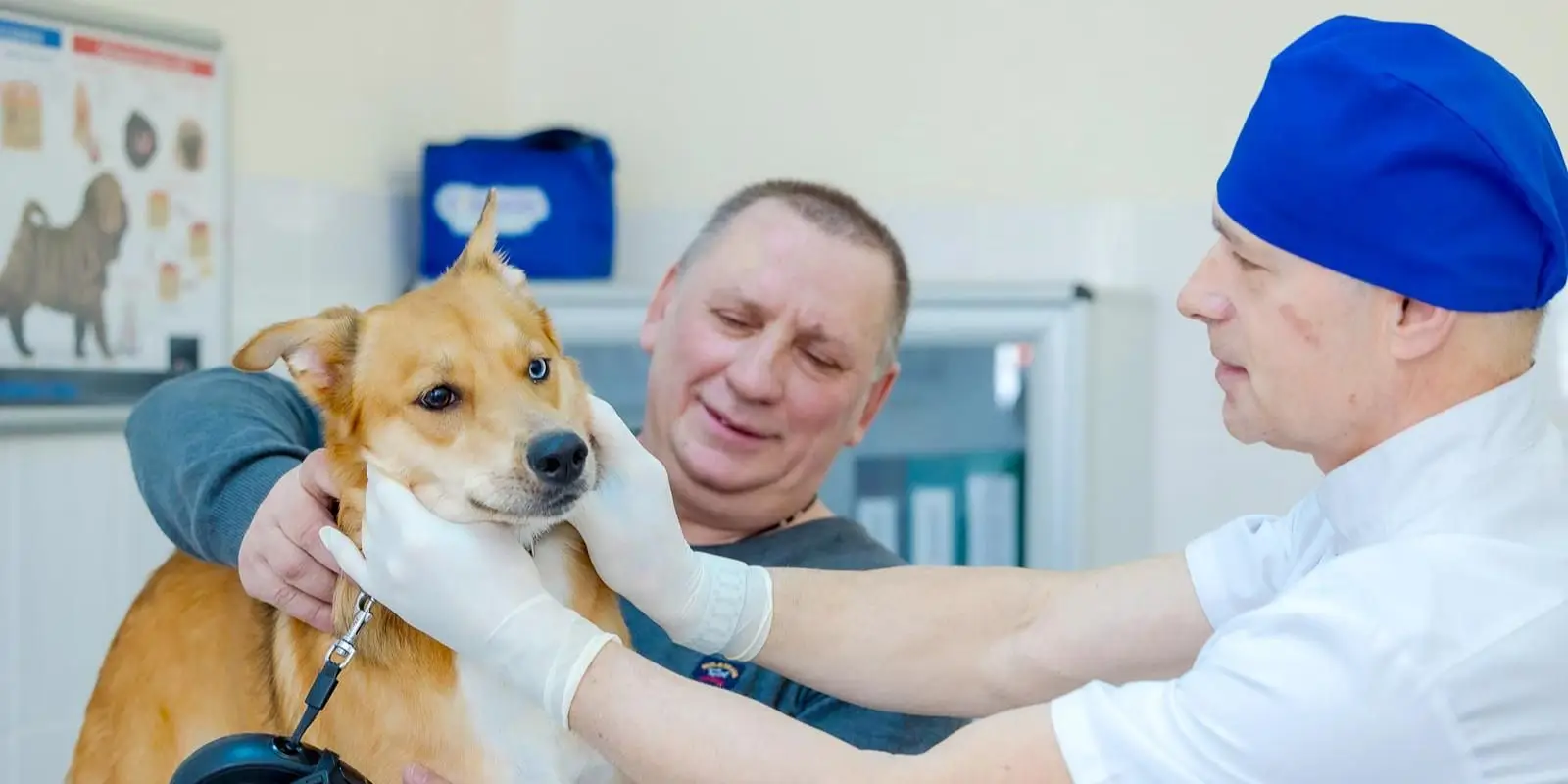Москва продолжает цифровизацию ветеринарной службы